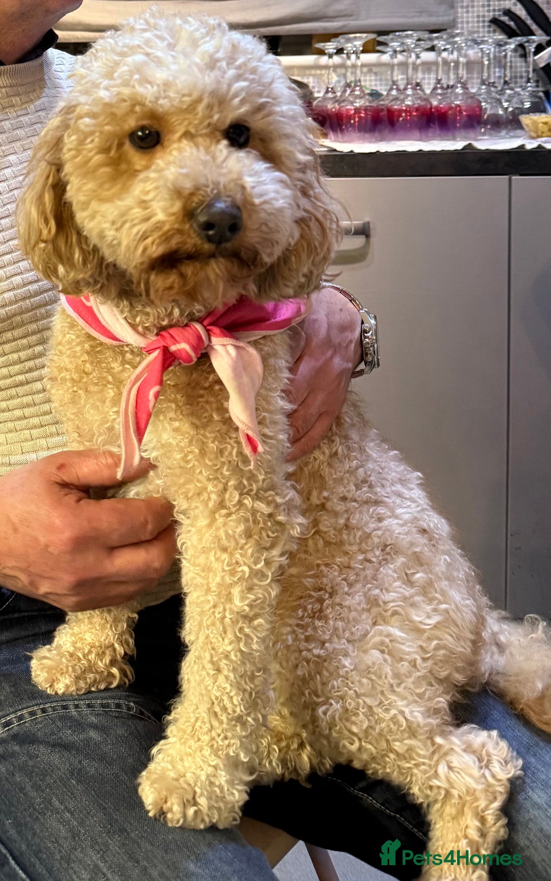 Poochon dogs for sale: Poochon puppies READY TO LEAVE 🐶  - Image 7