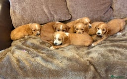 Cocker Spaniel dogs for sale: Stunning Litter of KC Reg Cocker Spaniel Puppies - Image 2