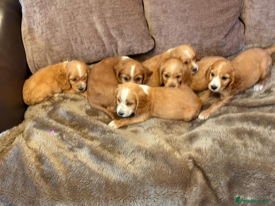 Cocker Spaniel dogs for sale: Stunning Litter of KC Reg Cocker Spaniel Puppies - Image 2