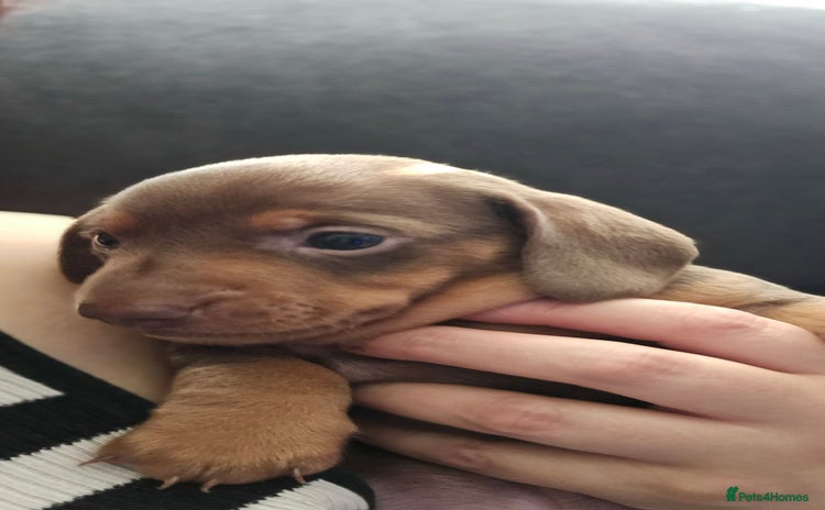 Miniature Dachshund dogs - Advert 8