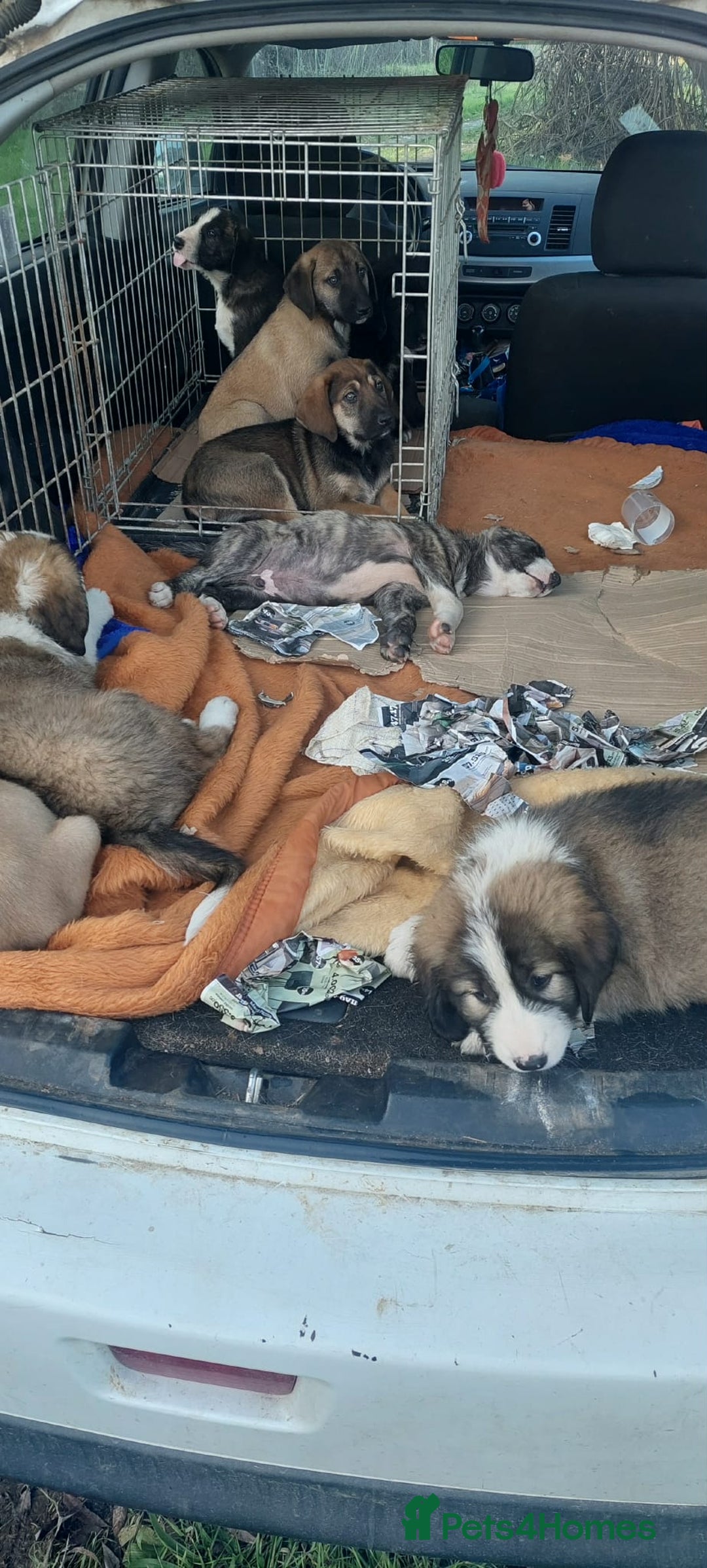 Mixed Breed dogs for adoption: 4.5 months male Macedonian rescue puppy  - Advert 5