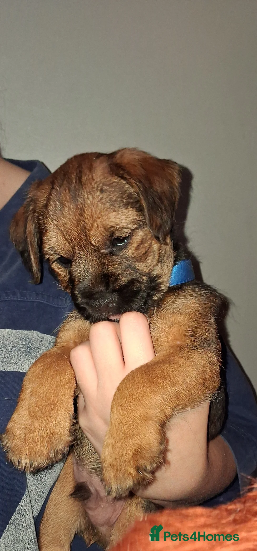 Border Terrier dogs for sale: Kc Reg Border Terrier Puppies  - Advert 16