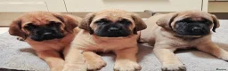 Mastiff dogs for sale: Mastiff puppies  in Galashiels - Advert 8