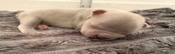 French Bulldog dogs for sale: Fluffy French bulldog pups - Advert 10