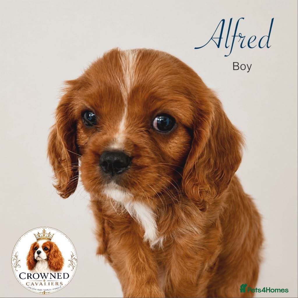 Cavalier King Charles Spaniel dogs Beautiful Cavalier Pups, *one left* - Advert 1