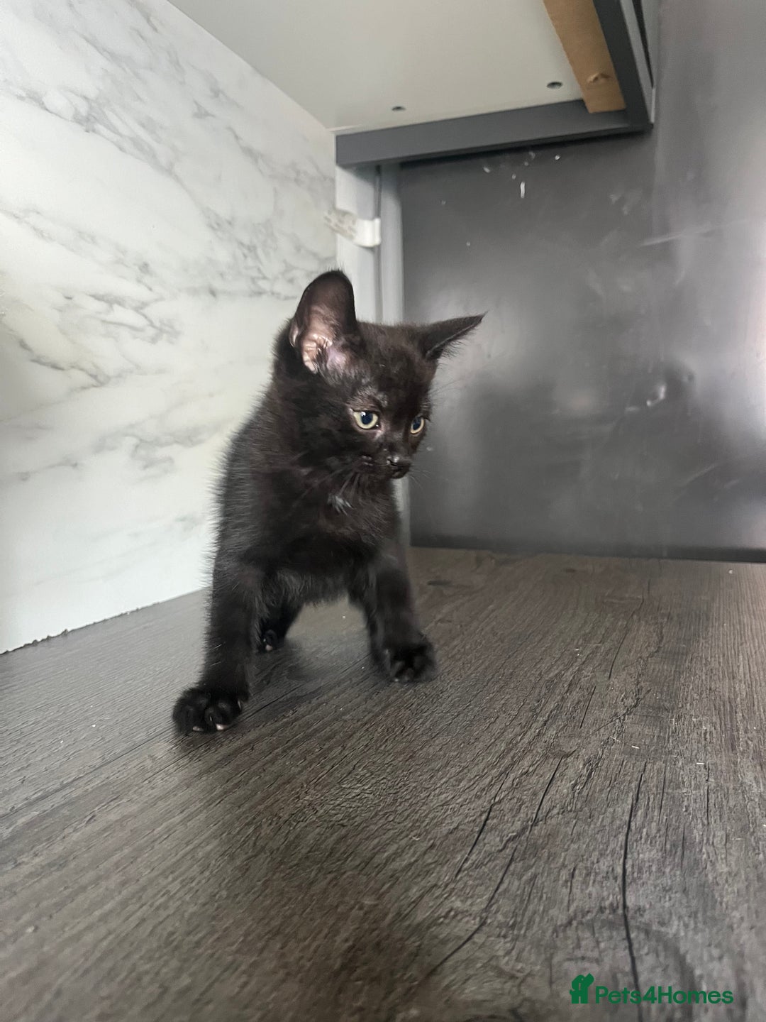 Mixed Breed cats for sale: Beautiful kittens for sale - Image 5