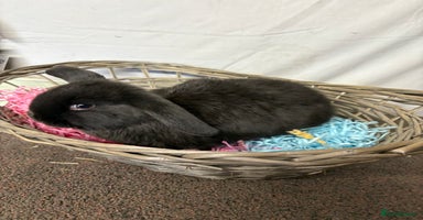 Mini Lop rabbits - Advert 3