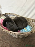 Mini Lop rabbits - Advert 4