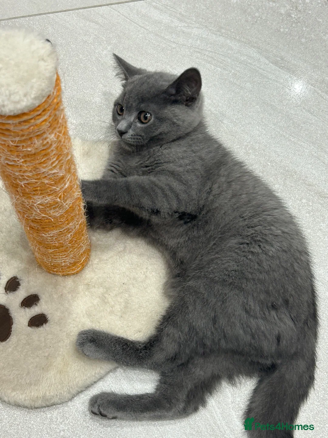 British Shorthair cats for sale: British short hair  in London - Advert 1