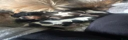 Malshi dogs for sale: 4 beautiful malshi girls for sale in Manchester - Advert 2