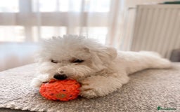 Bichon Frise dogs for sale: Bichon Frise Boy Need A New Home - Image 1
