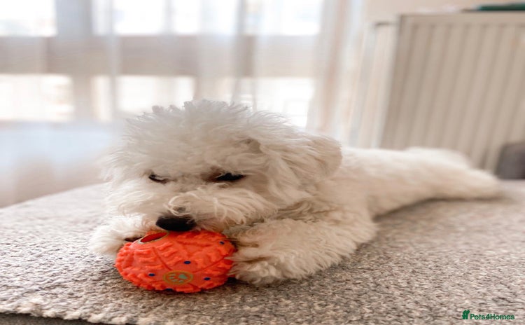 Bichon Frise dogs - Advert 1