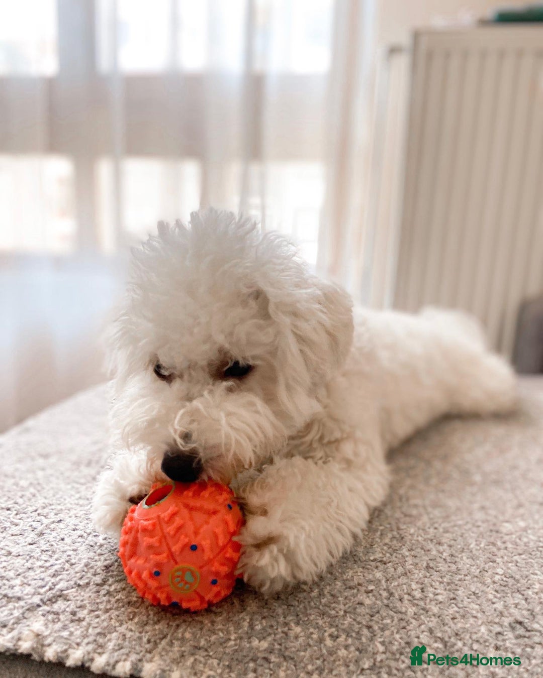 Bichon Frise dogs for sale: Bichon Frise Boy Need A New Home - Image 1