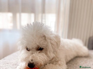 Bichon Frise dogs - Advert 5