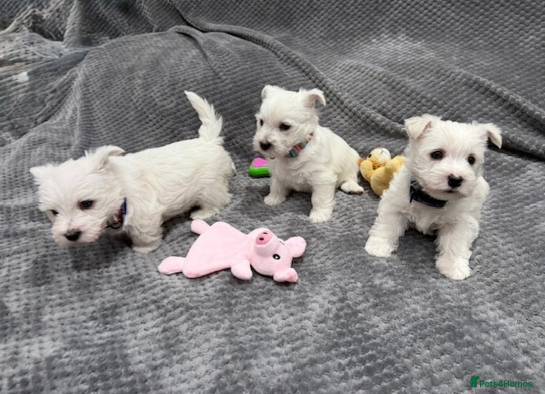 West Highland Terrier dogs for sale: KC REGISTERED Boys & Girl available - Image 4