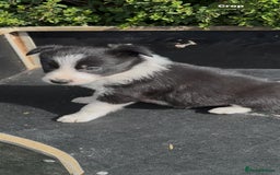 Border Collie dogs for sale: Ready to Leave Border Collie Puppies  - Image 3