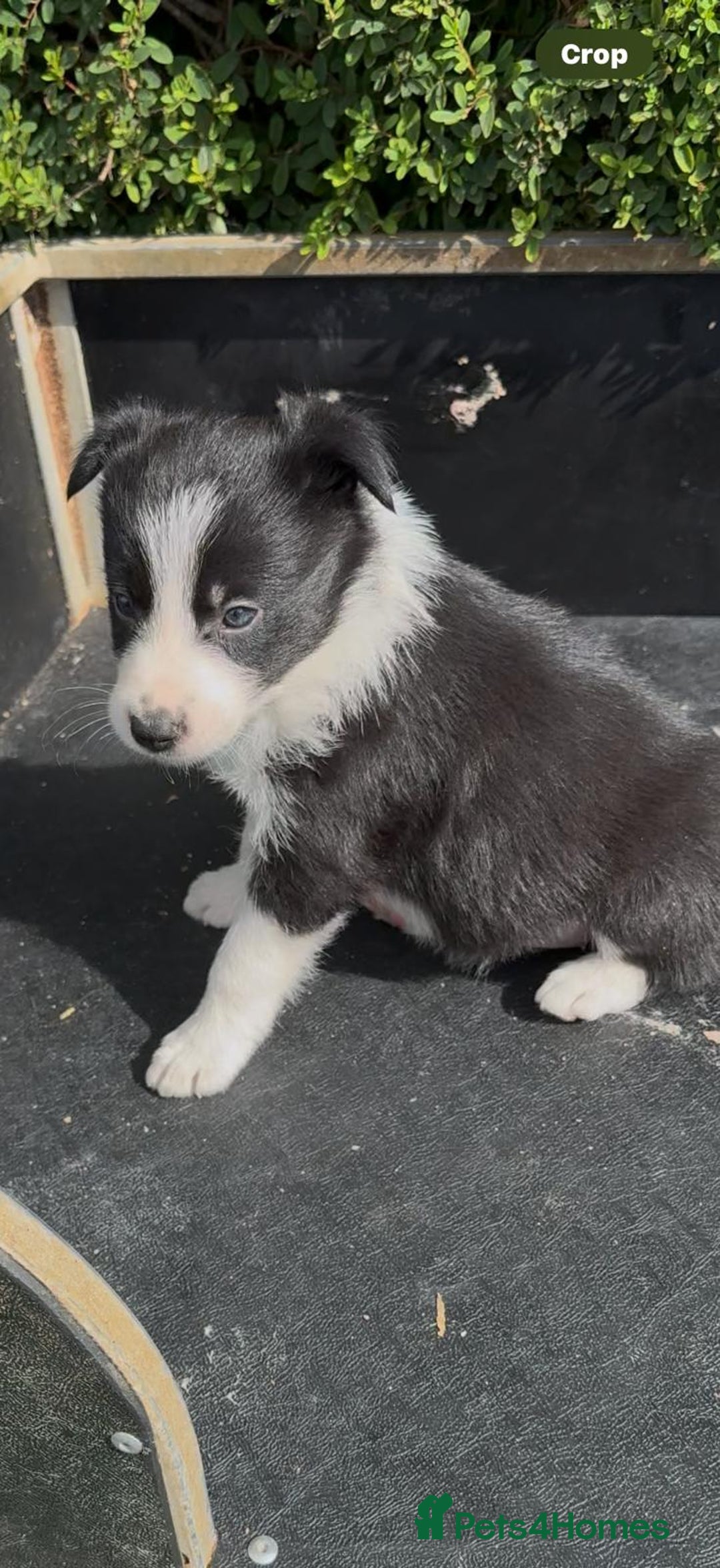 Border Collie dogs for sale: Ready to Leave Border Collie Puppies  - Image 3