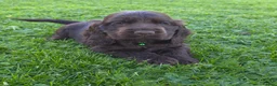 Cocker Spaniel dogs for sale: Show type & DNA tested  - Advert 7