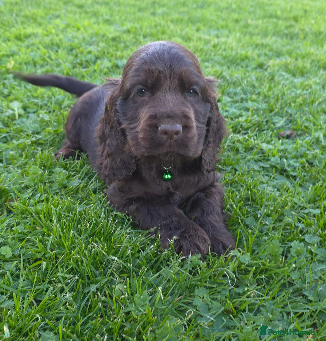 Cocker Spaniel dogs for sale: Show type & DNA tested  - Advert 7