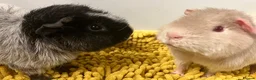 Guinea Pig rodents for sale: Teddy type boys/boars/males in Swindon - Advert 4