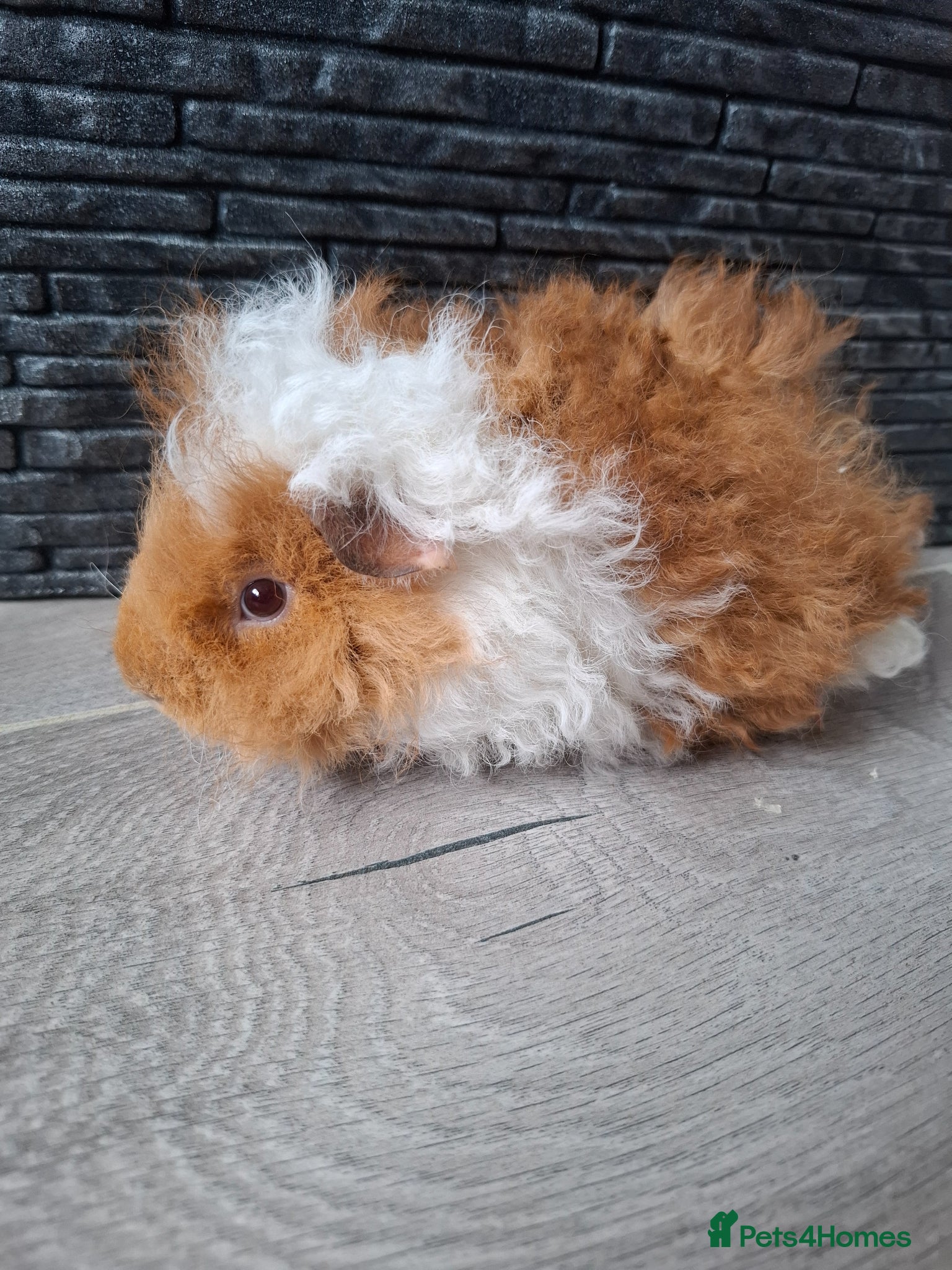 Guinea Pig rodents Purebred lunkarya boar - Advert 10
