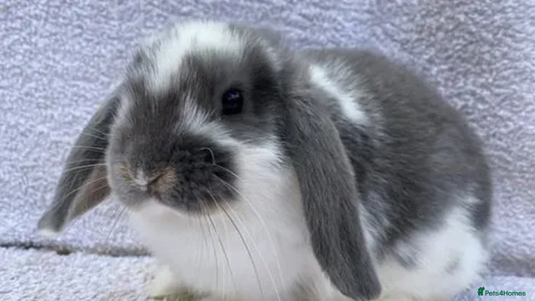 Mini Lop rabbits for sale: Stunning babies various ages vaccinated  - Advert 36