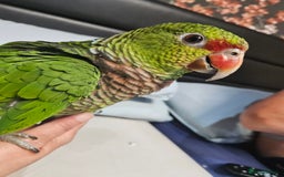 Parrots birds for sale: Vinaceous Breasted Amazon - Image 6