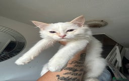 Ragdoll cats for sale: X3 Ragdolls (Flame point, bicolour and seal point) - Image 6
