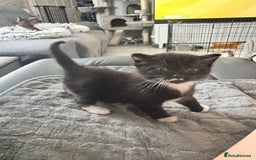 Persian cats for sale: Persian x kittens - Image 21