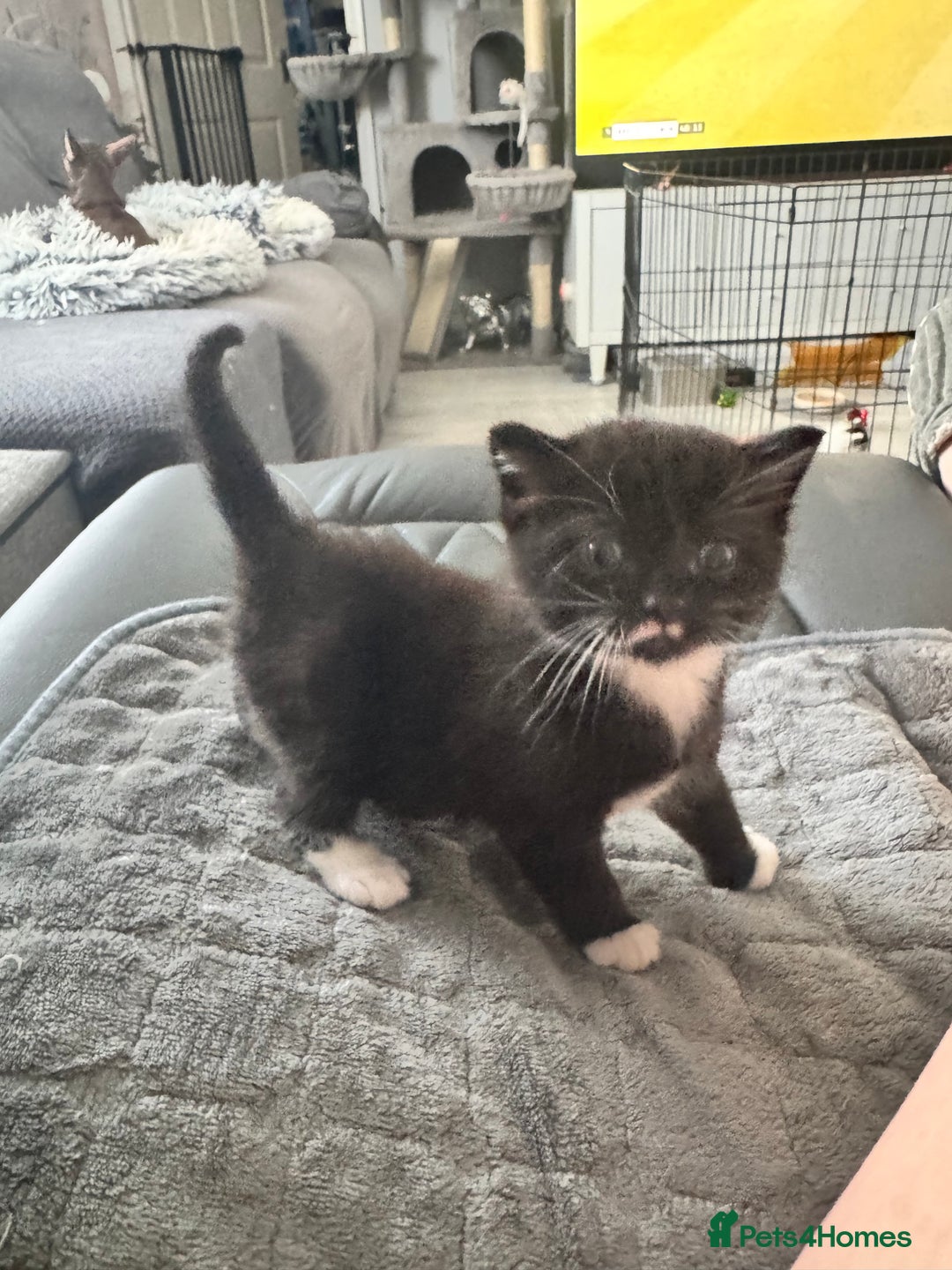Persian cats for sale: Persian x kittens - Image 21