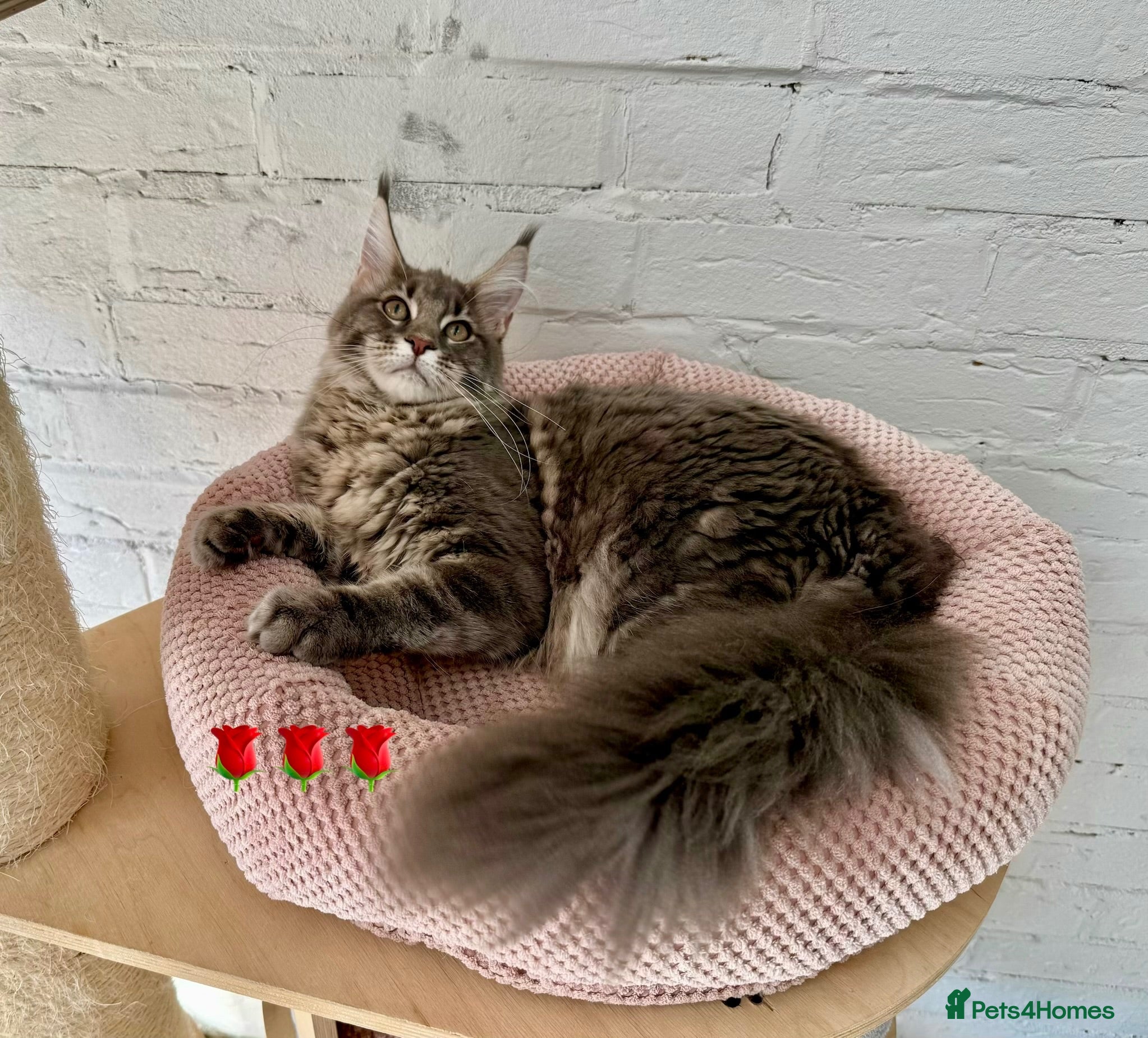 Maine Coon cats Pedigree Massive TICA registered kittens  - Advert 1