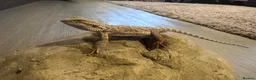 Bearded Dragon reptiles for sale: Baby Bearded Dragon 12 weeks - Advert 9