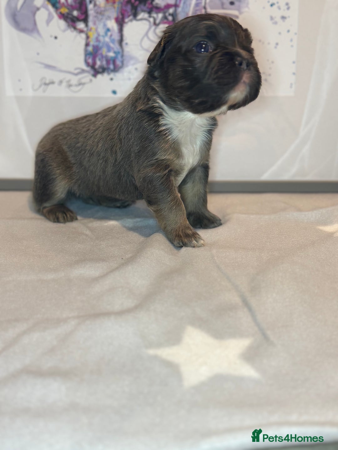 French Bulldog dogs for sale: Fluffy French Bulldog Puppies - Advert 10