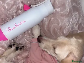 Jackshund dogs Jackweenie for sale - Advert 18