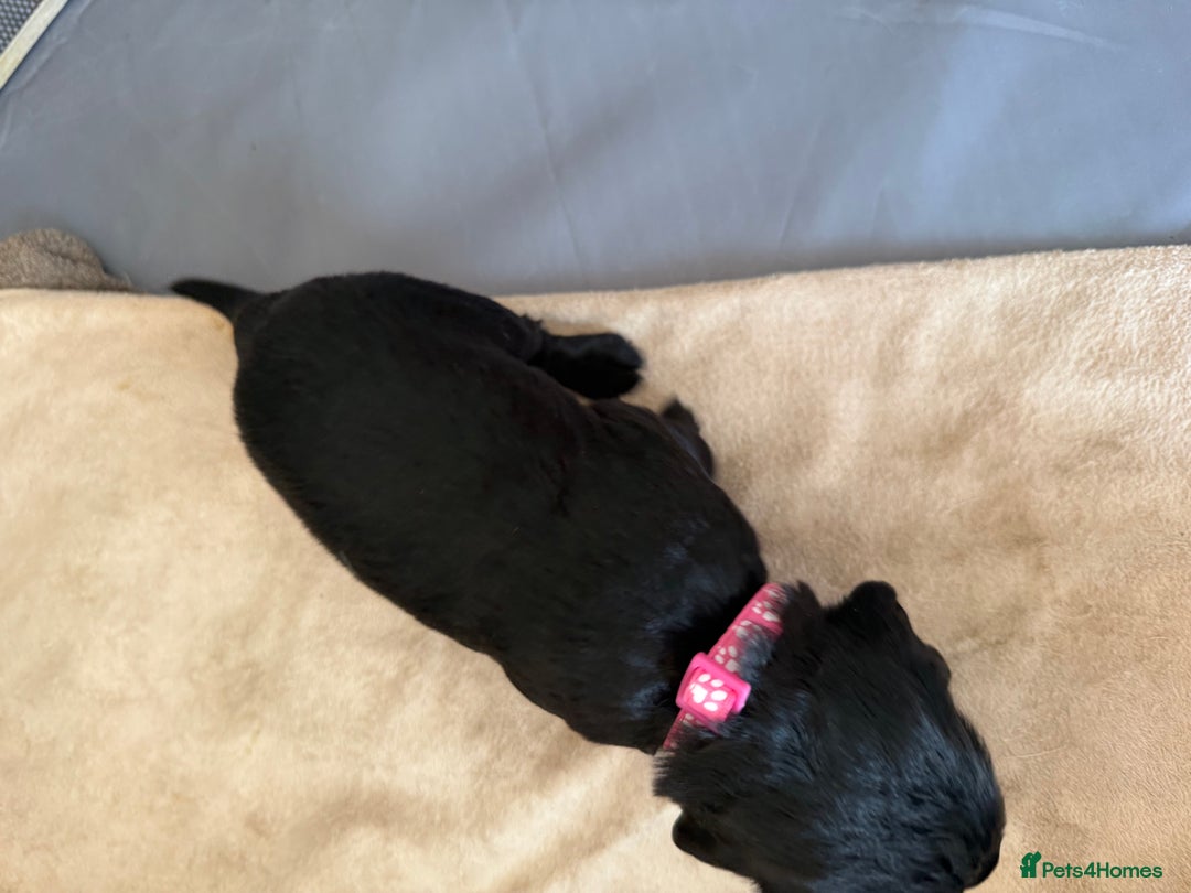 Cocker Spaniel dogs for sale: Working Cocker Spaniel Puppies  - Image 3