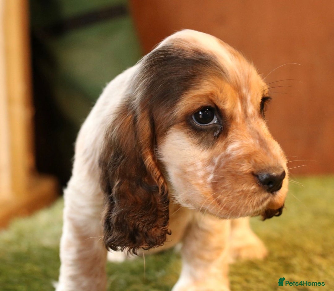 Cocker Spaniel dogs for sale: Stunning litter of show type cocker spaniels - Advert 5
