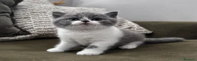 British Shorthair Blue and White Boy