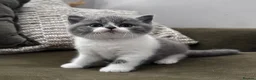 British Shorthair cats for sale: GCCF Registered British Shorthair Kittens  - Advert 9
