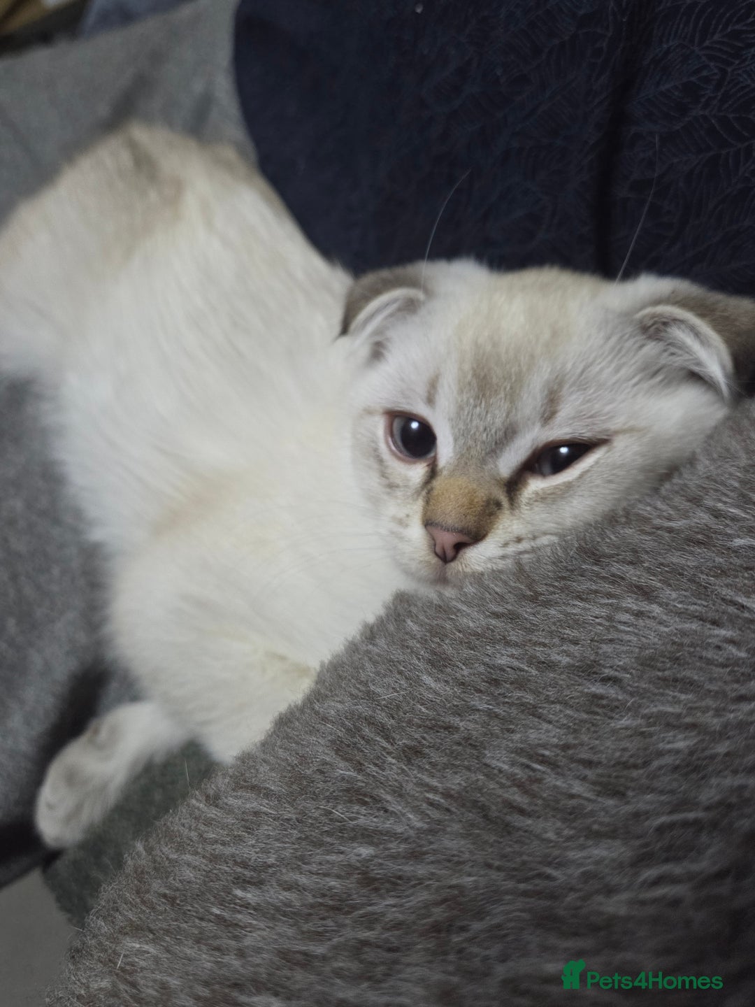 Scottish Fold cats for sale: One little boy still waiting - Advert 4