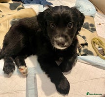 Cocker Spaniel dogs - Advert 7