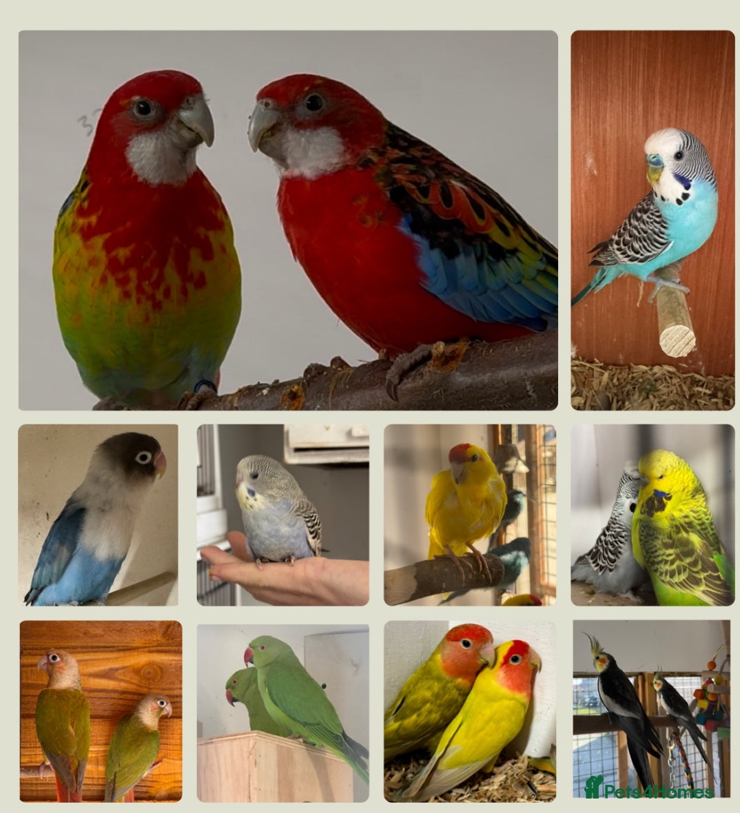 Mixed Breed birds Aviary birds wanted , any type considered please - Advert 1