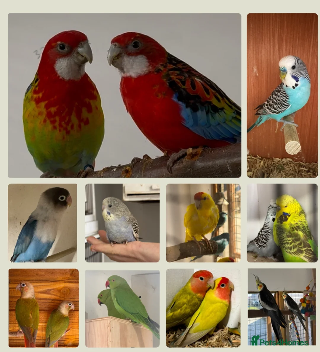 Mixed Breed birds for sale: Aviary birds wanted , any type considered please - Advert 1