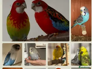 Mixed Breed birds Aviary birds wanted , any type considered please - Advert 11