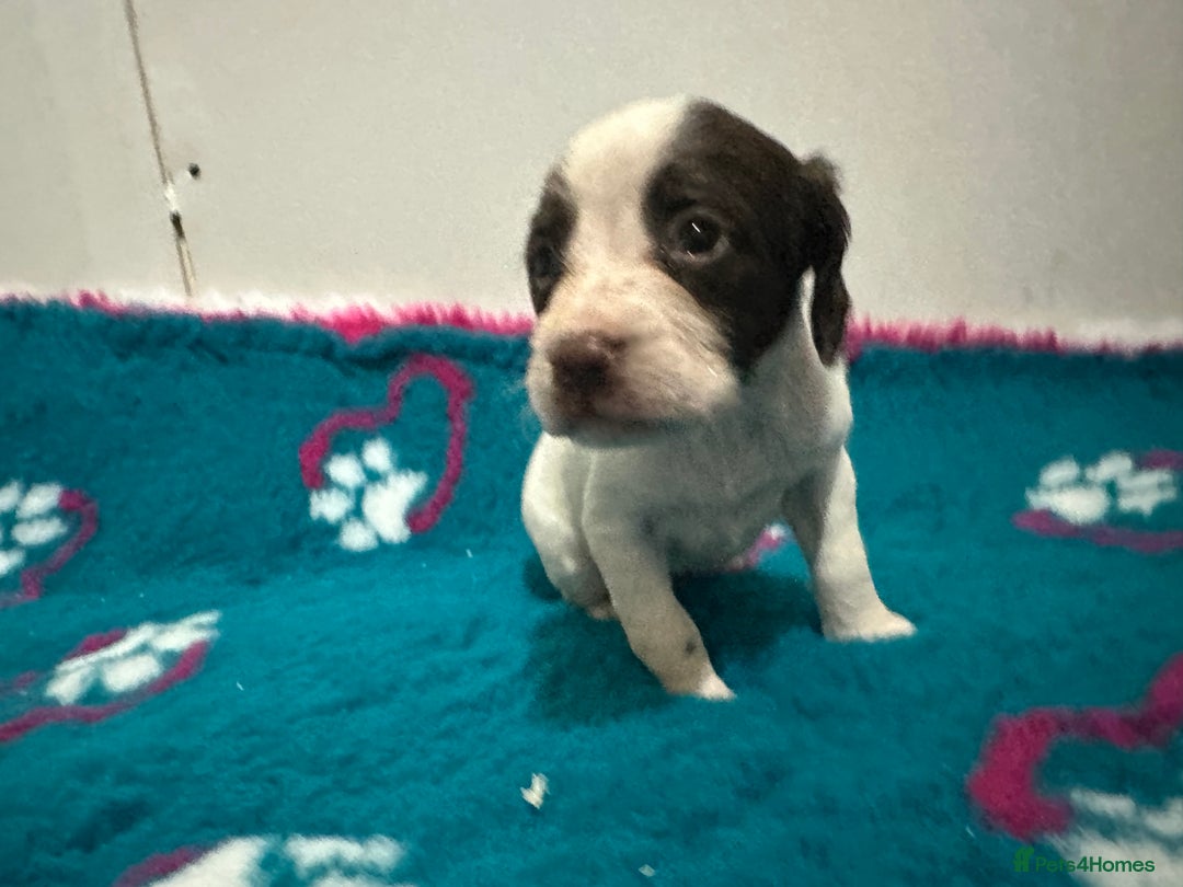 Sprocker dogs for sale: Sprocker spaniel puppies  - Advert 8