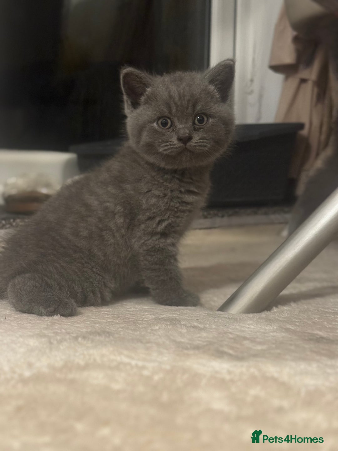 British Shorthair cats for sale: British short hair kittens - Advert 14