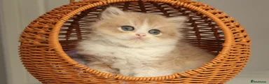 Rare Color, Champion bloodline British Longhair 1