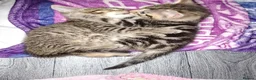 Mixed Breed cats for sale: 4 beautiful kittens  - Advert 10