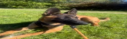Belgian Shepherd Dog dogs for sale: Belgian malinois  in Reading - Advert 1