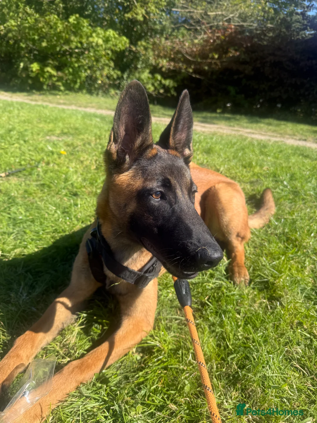 Belgian Shepherd Dog dogs for sale: Belgian malinois  in Reading - Advert 1