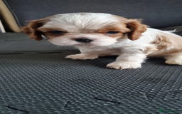 Cavalier King Charles Spaniel dogs for sale: Cavaliers King Charles spaniels - Image 19